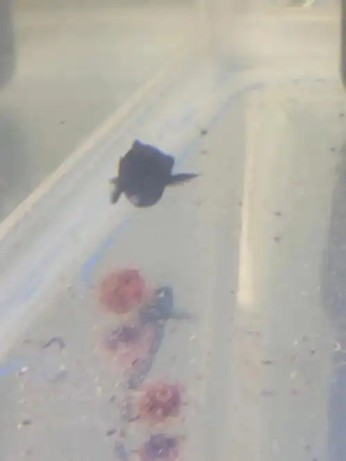 黑玛丽泄殖孔发白