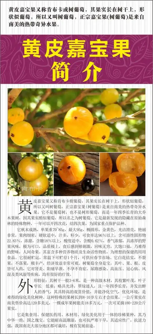 肯布卡/巴西黄皮嘉宝果/树葡萄