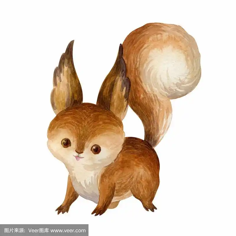 可爱的松鼠.手绘水彩插图孤立的白色背景.