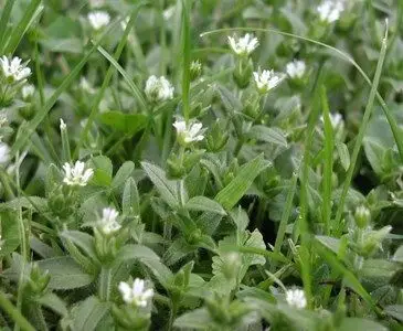 nutritious weeds - chickweed