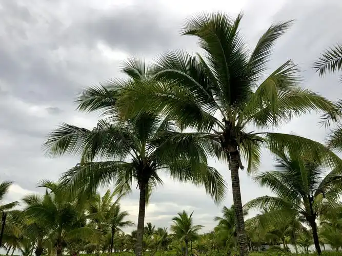 三亚风光.海南的标志椰子树