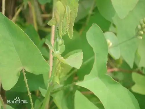 谁见过这种草?学名是什么?