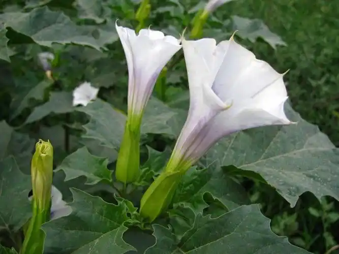 p>曼陀罗花又叫 a target="_blank" href="/item/洋金花/965667"