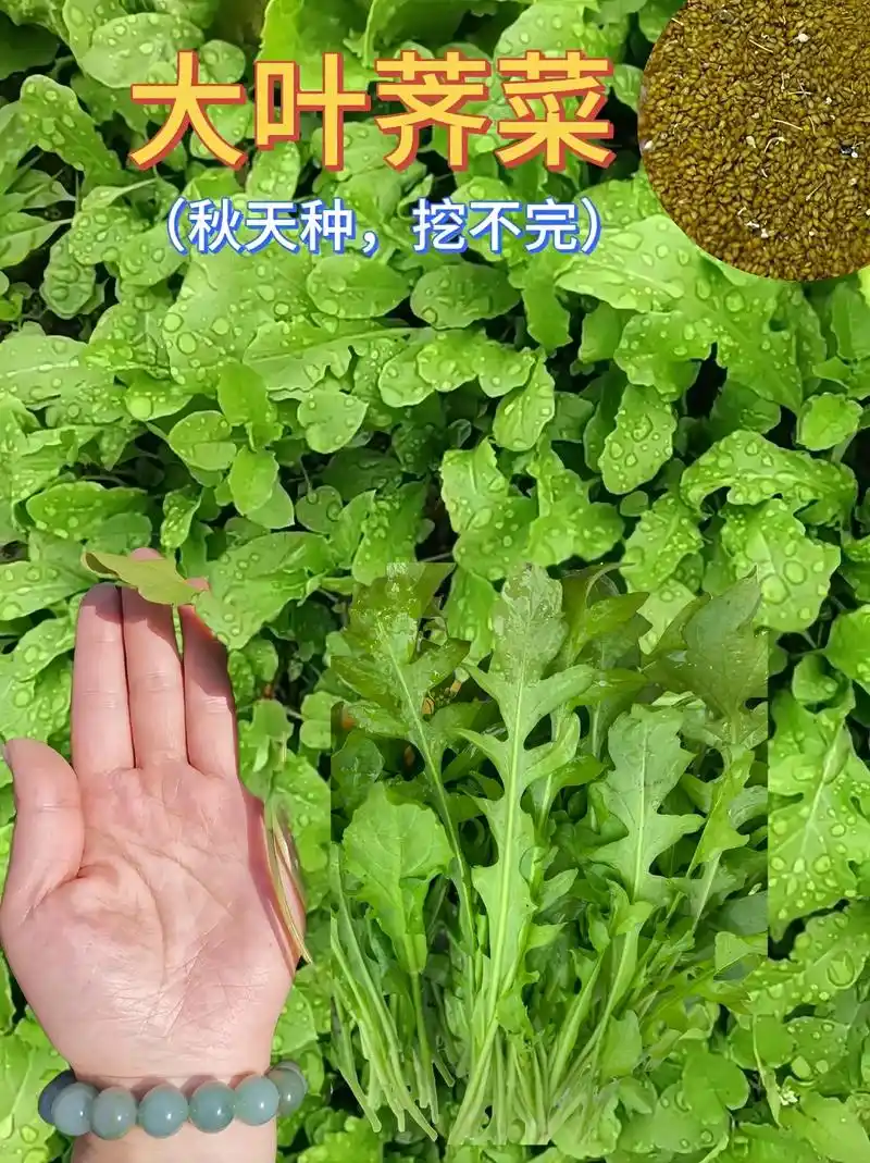大叶荠菜,优选新种.不要去野外抢着挖了,自己种些随便吃,冬天 - 抖音
