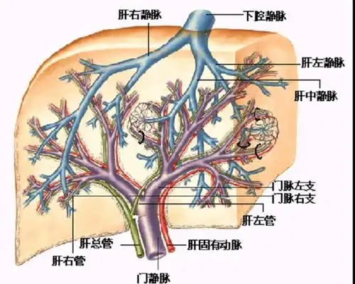 【资料】肝的八段分段法