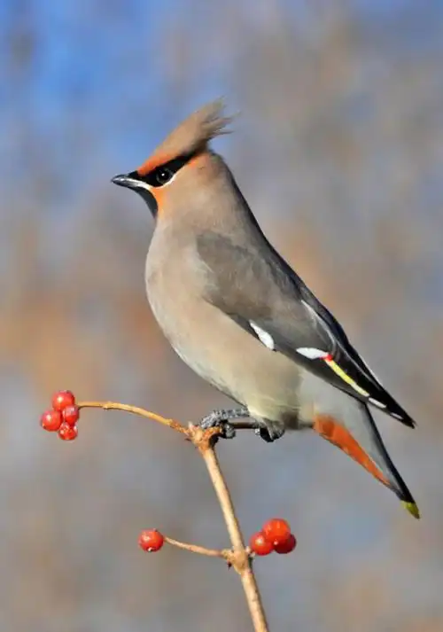 太平鸟的栖息环境