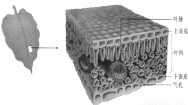 机械组织点击展开完整题目查看答案和解析>>科目:来源:2012-2013学年