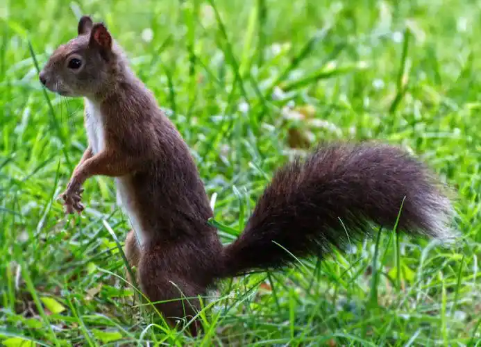 俏皮可人的大尾巴松鼠,图片,壁纸,动物-桌酷