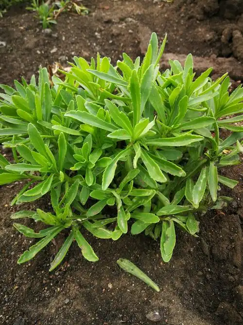 富碳高钙养心菜——土壤修复,成本低产量高!