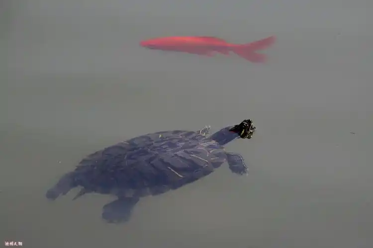 龟鱼游.jpg