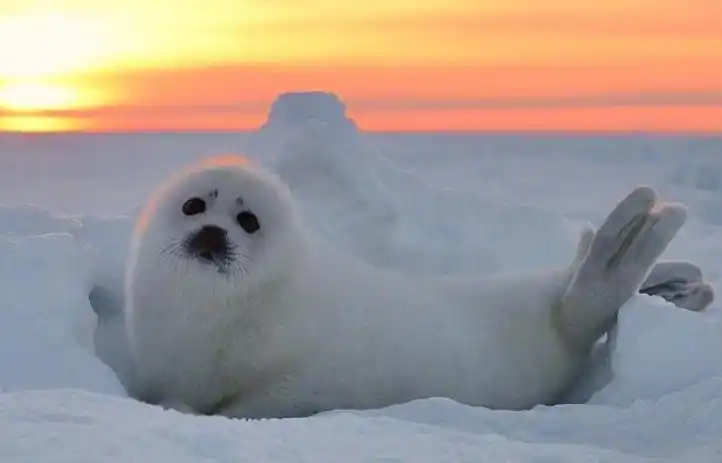 宝可梦来源与生态白海狮不是海狮而是海里的美人鱼