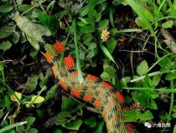 被广泛争议的一种蛇类野鸡脖子蛇是有毒蛇还是无毒蛇