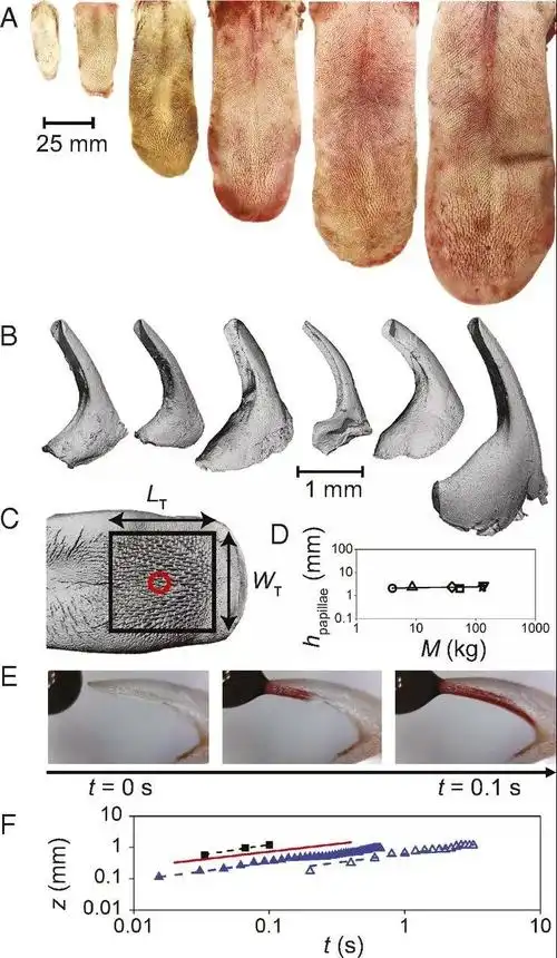 宠物百科 猫猫 猫猫美容 猫咪倒刺的特征和作用     (a)猫科动物舌头