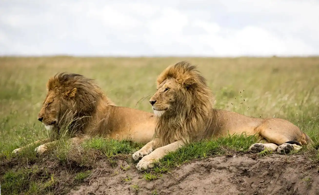 《野性非洲》拍摄于非洲坦桑尼亚塞伦盖蒂大草原#爱护大自然保护 - 抖