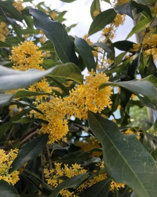 如果想要养一种花朵特别清香的桂花品种,可以选择小叶檀香桂,花量多味