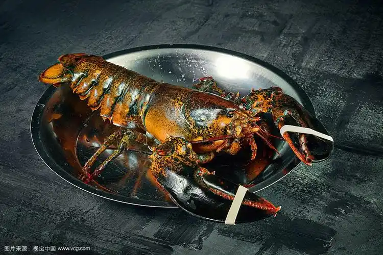 近距离观看活波士顿龙虾碗在黑暗的背景.新鲜生龙虾