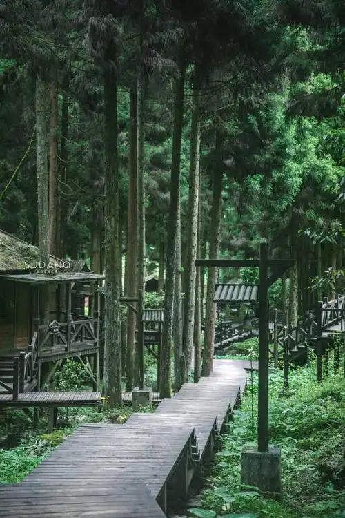 编辑 走进恩施坪坝营景区,世界是一片幽深苍绿,没有喧嚣与浮躁,也没有