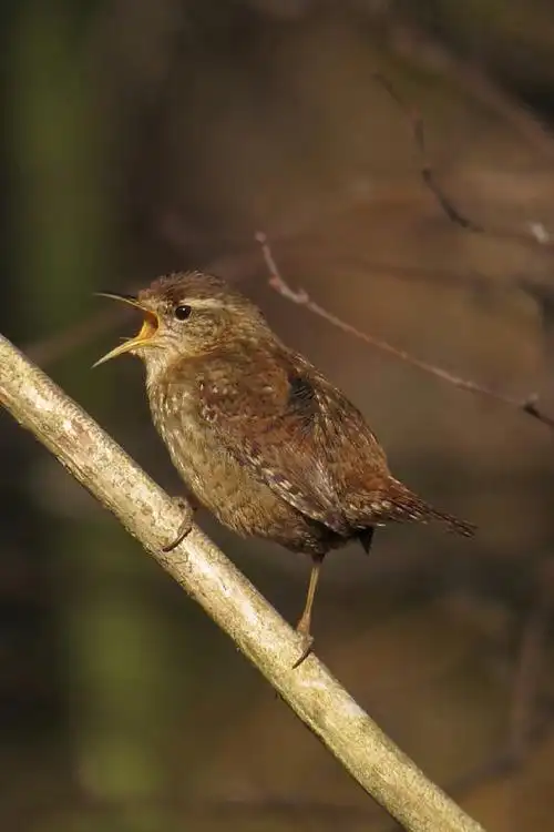 雀形目鹪鹩科鹪鹩属冬鹪鹩
