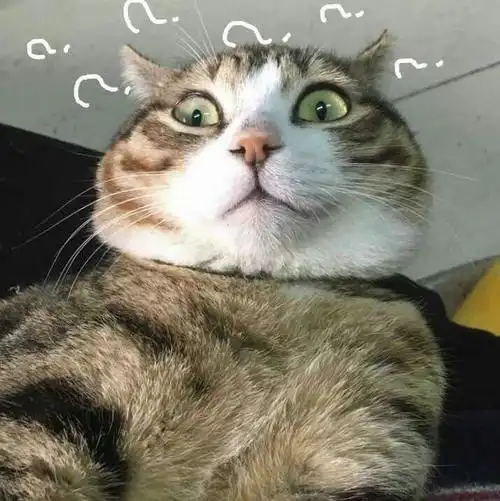 有哪些非常搞笑的动物表情包?