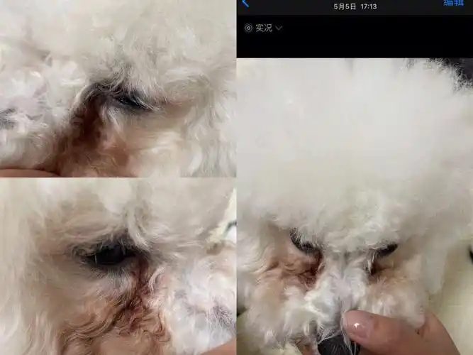 比熊泪痕大爆发怎么办