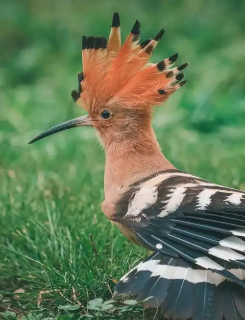 戴胜鸟:城市中的自然小精灵 🐦
