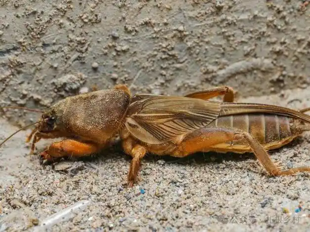 亦正亦邪的"蝼蛄",虽是害虫,但益处也不少,可惜很多人不知道