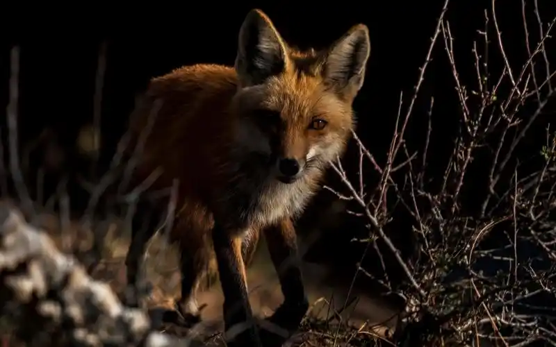 【动物园之星】赤狐夜行馆