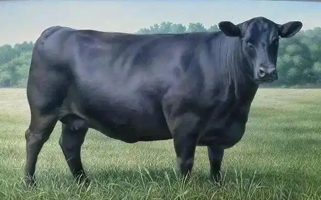 筠连引入这种无角黑牛,恐怕很多人都没见过!