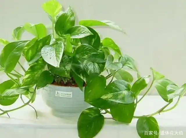 土培绿萝有什么要求?平时做好5点,叶子油绿,枝条呼呼窜