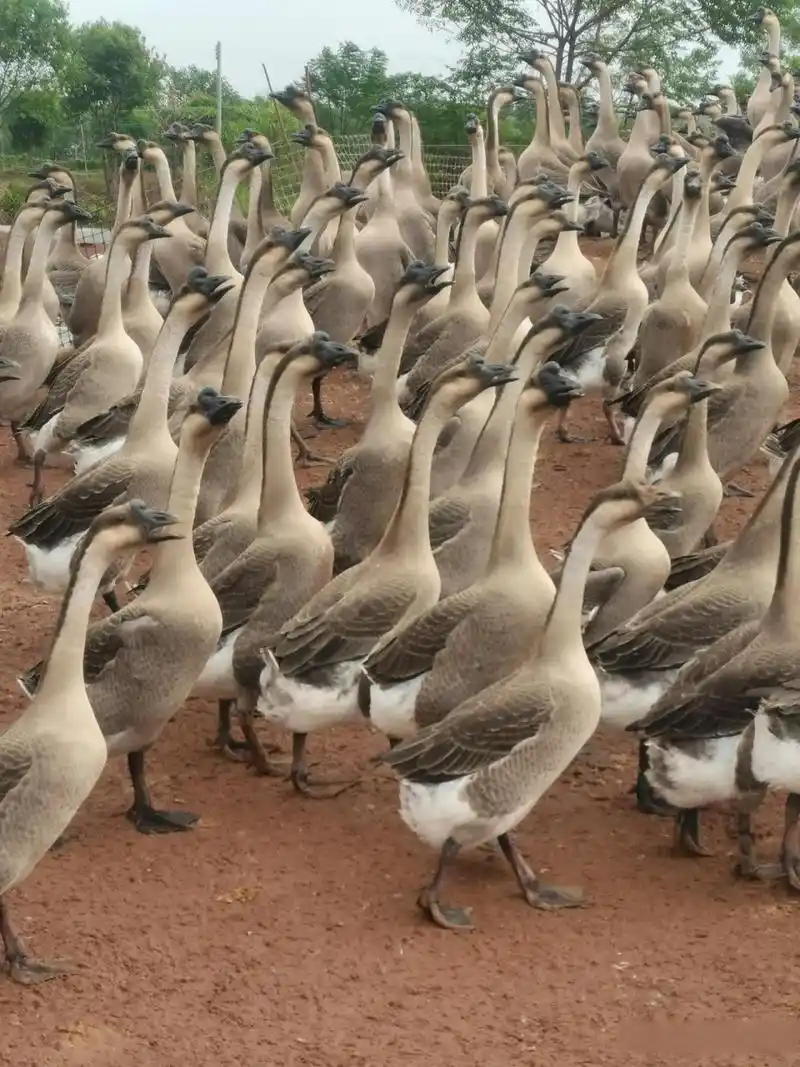 广东各地区黑棕鹅价格近期创下历史性的最价格,90天的鹅收购价最高19.