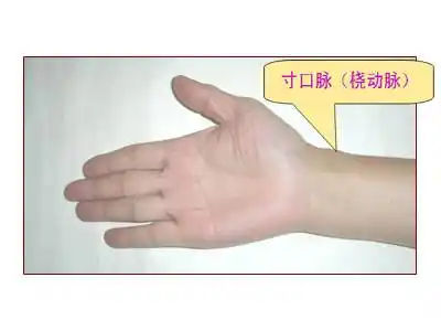 ②人迎,寸口的诊脉部位