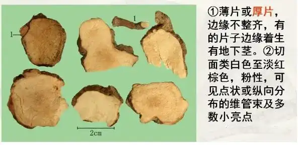 真伪土茯苓鉴别图片