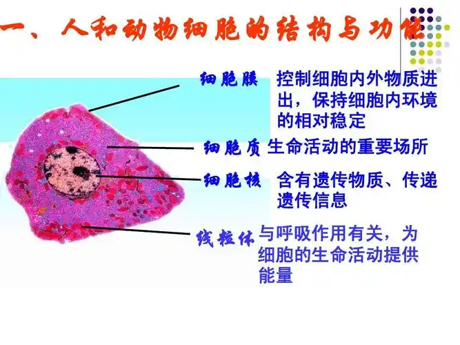 人和动物细胞的结构与功能ppt