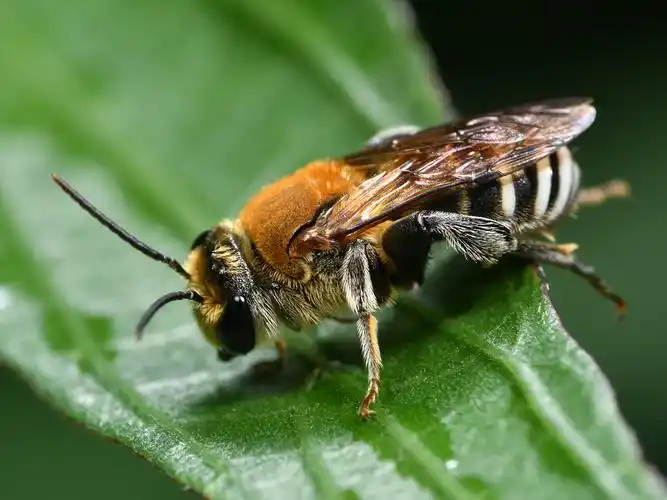 切叶蜂好像受伤了