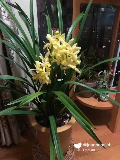 墨兰红宝石小神童