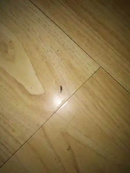 是什么原因有的?我住的是商品房,铺的都是复合木地板.