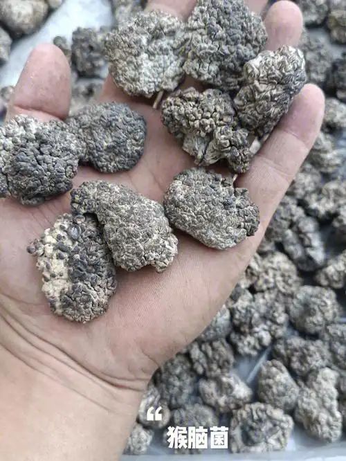 猴脑菌核桃菌玛卡菌玛咖菌松花菌猴脑耳