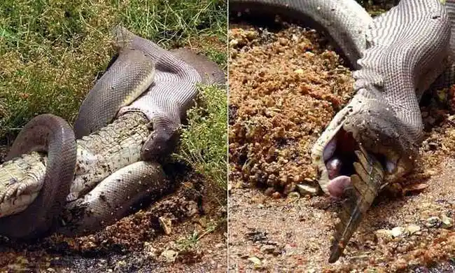 巨蟒和鳄鱼打架,你觉得谁赢的可能性比较大?|蟒蛇|豪猪|猎物_网易订阅