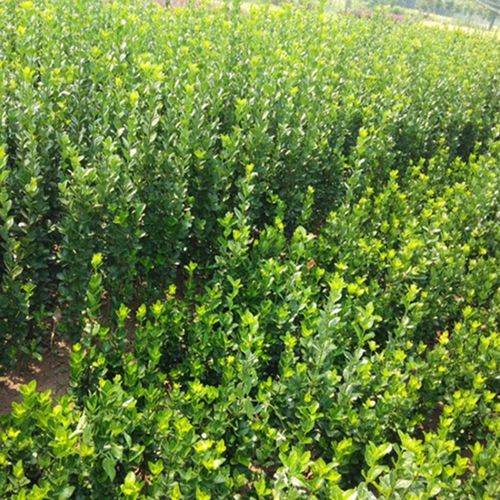 清韵伊人四季常青冬青树苗大叶东青苗冬青苗庭院绿篱篱笆苗/1米左右高