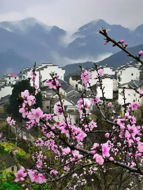 千岛湖春之摄—镜头下的唯美影迹!