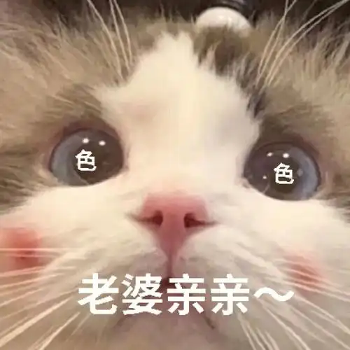 老婆亲亲#我最爱的表情包  #表情包分享  #表情包  #猫猫表情包