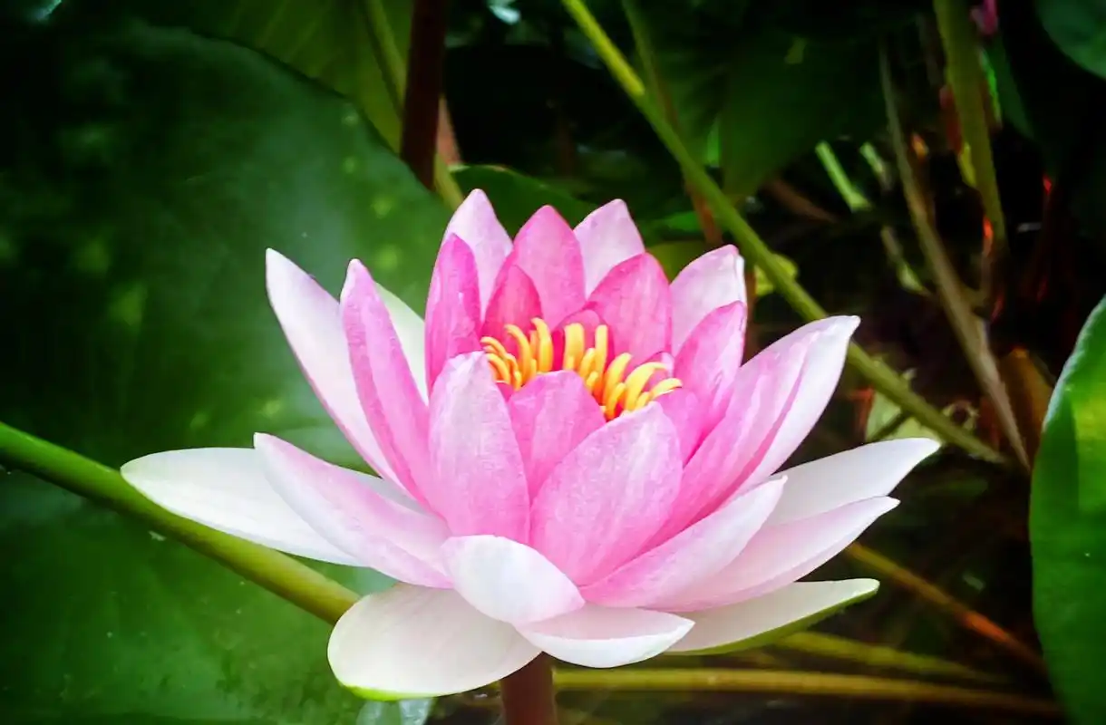 唯美的睡莲 睡莲被誉为"神圣之花" 睡莲代表:洁净,纯真,妖 - 抖音