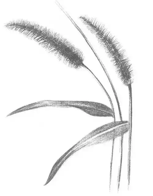 零基础学素描:素描毛毛草的绘画技法