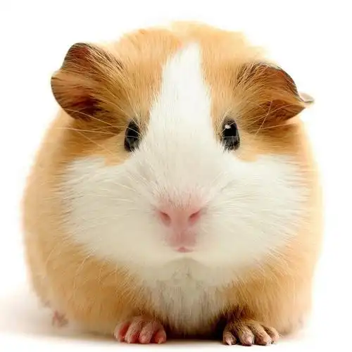 1984甲子年10月出生的女人2019年婚姻运势如何