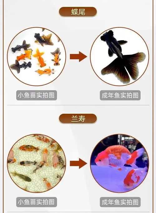 不加温冷水鱼观赏鱼淡水鱼活体金鱼好养耐活鱼苗兰寿锦鲤金鱼活鱼小