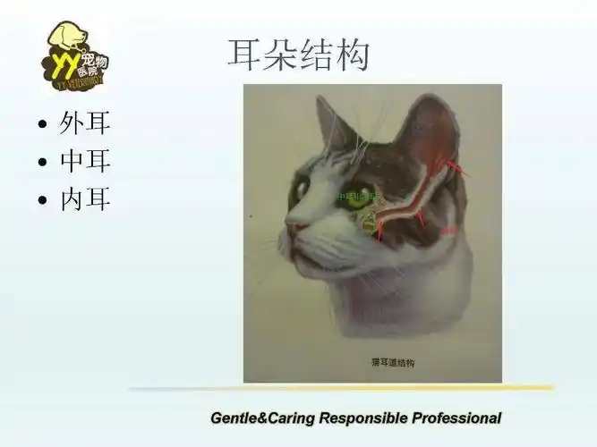 皮肤缘小袋就是指猫咪耳朵上的小口子,这种特殊的结构可以改变声音