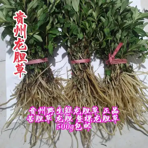 龙胆草野生功效|龙胆草野生的功效|龙胆草野生副作用|的功效与作用