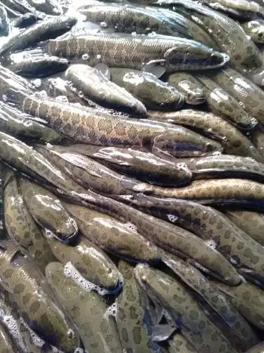 供应大厅  水产 鳢鱼