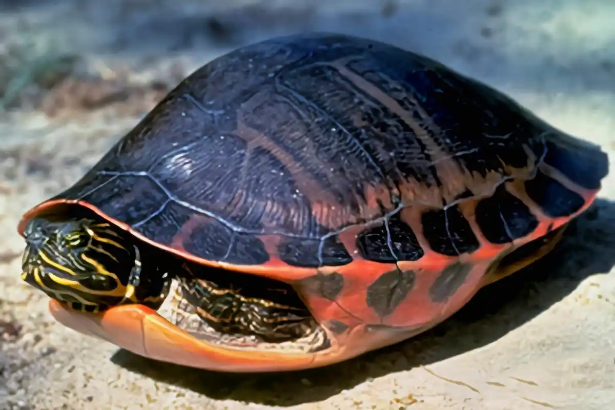 每天认识一种动物——阿拉巴马红肚龟 阿拉巴马红肚龟