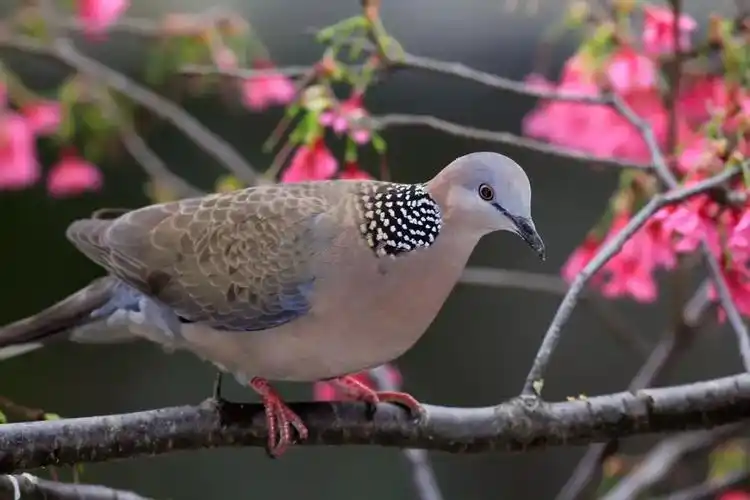 检察官小姐姐家飞来一窝斑鸠后她做了这些